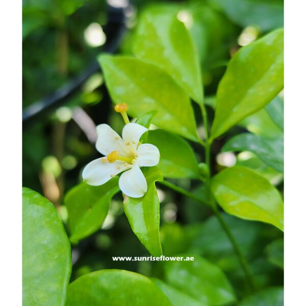 Murraya Jasmine Flower 100cm