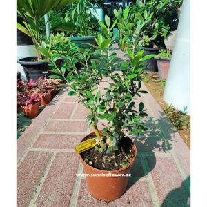 Olive Tree indoor plant