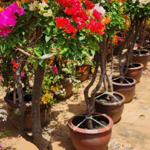 Bougainvillea flowering plant- Outdoor