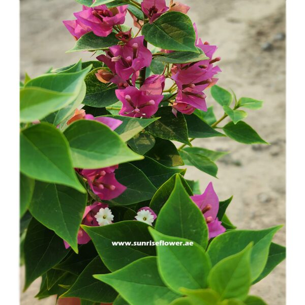 Bougainvillea Pink Pixie 20cm - 30cm