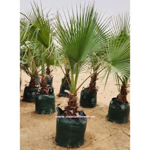 Washingtonia Mexican Palm 180cm - 200cm