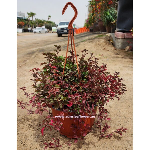 Alternanthera Red " Sessile Joyweed " Hanging