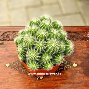 Cactus Multi Small Heads