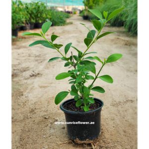 Clerodendrum Inerme - Dumdum plant 20cm