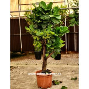 Ficus Lyrata " Fiddle leaf " 250cm plant Dubai