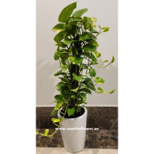 Money Plant - Epipremnum Aureum 110cm