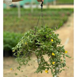 Portulaca Umbraticola Hanging