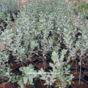 Silver Damas " Conocarpus Erectus " 100cm