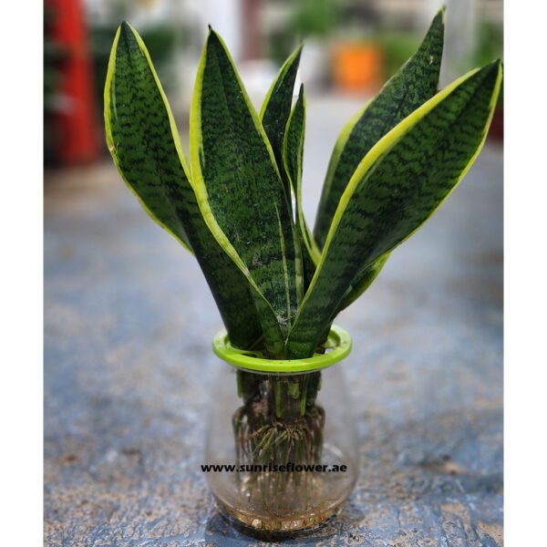 Hydro Snake Plant | Sansevieria indoor