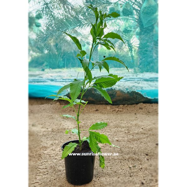 Tecoma Tree Plant 40cm