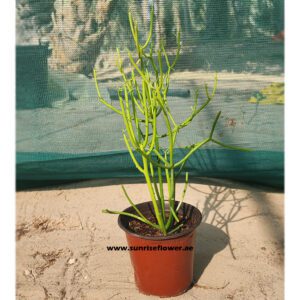Euphorbia Tirucalli pencil cactus plant