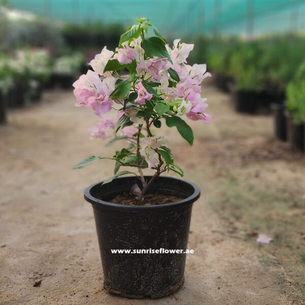 Bougainvillea Coco ice 40cm Dubai