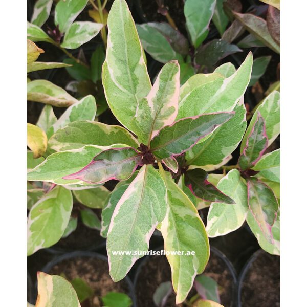 Eranthemum Variegated 30cm Dubai