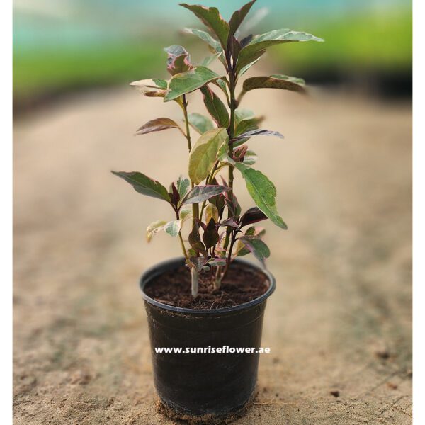 Eranthemum Variegated 30cm Dubai