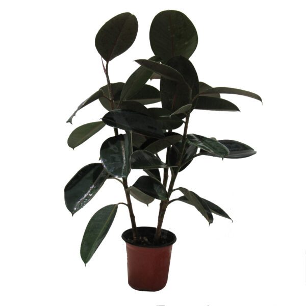 Ficus Elastica " Rubber Plant 90cm " Dubai