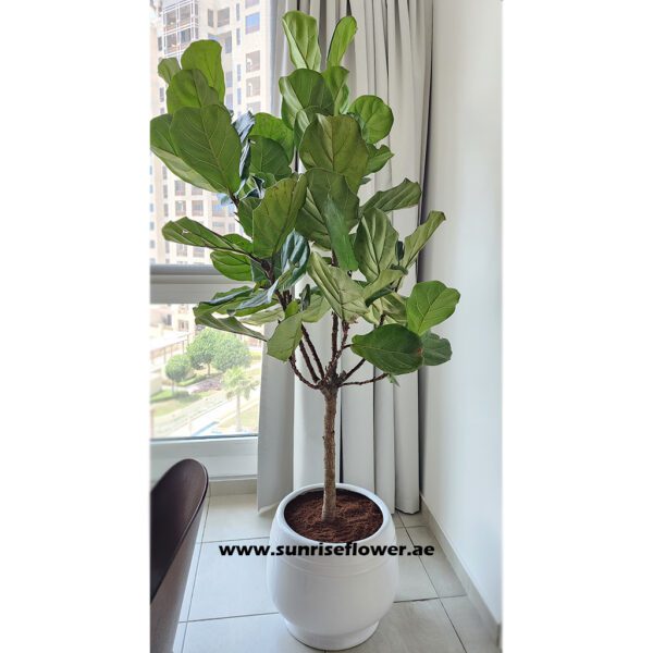 Fiddle Leaf Fig " Ficus Lyrata 220cm "