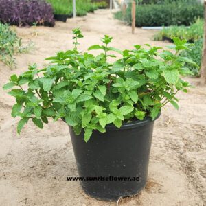 Mint Herb natural organic 6L