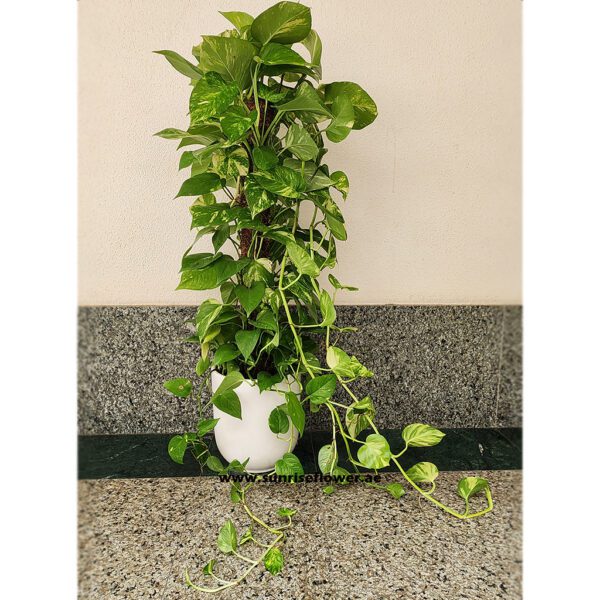 Epipremnum Aureum " Golden Pothos " Money plant 130cm