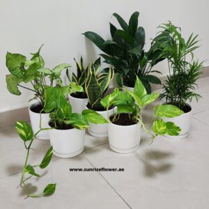 7 best air purifying plants bundle.