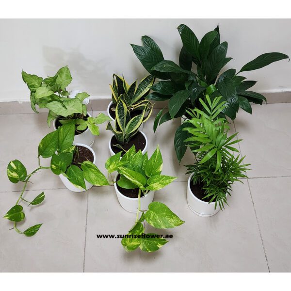 7 best air purifying plants bundle.