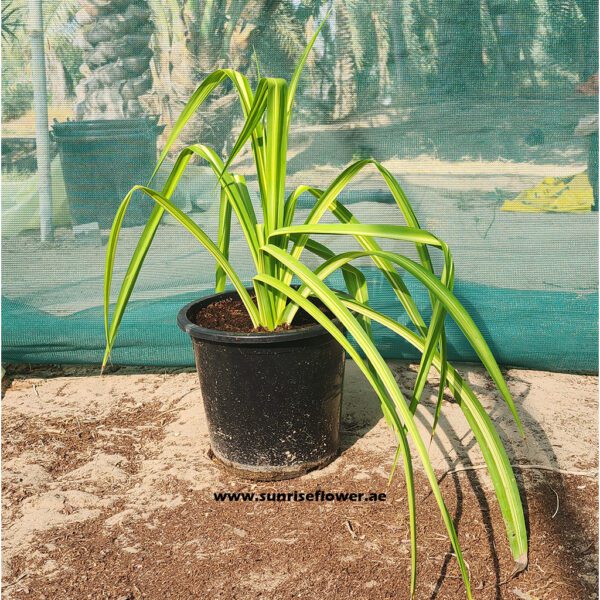 Pandanus Veitchii 40cm