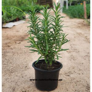 Rosmarinus Herb " Rosemary Plant " v9
