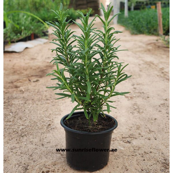 Rosmarinus Herb " Rosemary Plant " 20cm