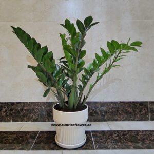 Zamiacalcus “ZZ plant ” 70cm
