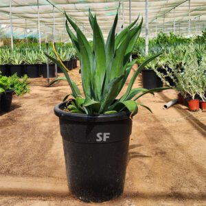 Agave Attenuate 50cm