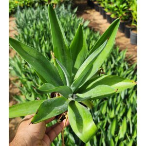 Agave Attenuate 25cm