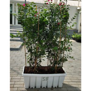 Bougainvillea Plant 200cm With Planter Box.