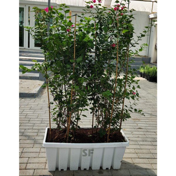 Bougainvillea Plant 200cm With Planter Box.