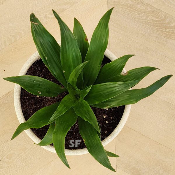 Dracaena Compacta with ceramic pot