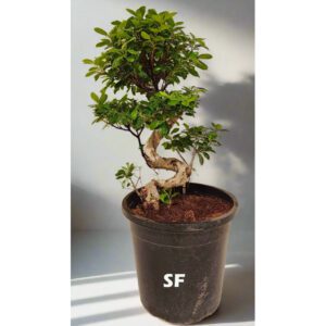 Ficus Bonsai Spiral S Shape 120cm