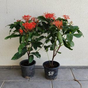 Ixora Coccinea Red | Jungle geranium buy 2 plants