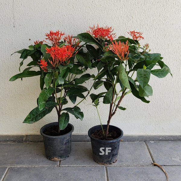 Ixora Coccinea Red | Jungle geranium buy 2 plants