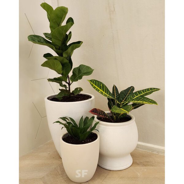 Pack Of 3 Best indoor plants with ceramic pot.