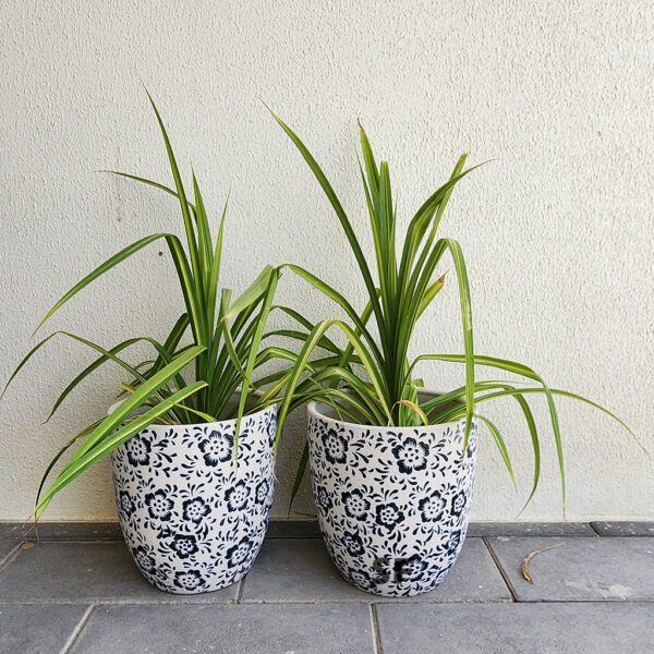 Pandanus Veitchii with ceramic pot