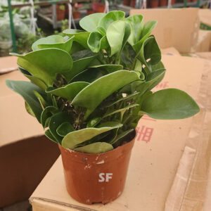 Peperomia Obtusifolia " Baby Rubber Plant " 25cm