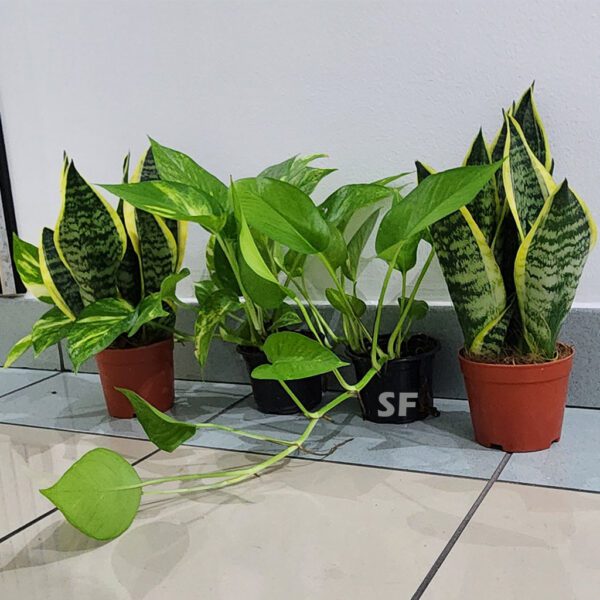 Pack of 4 best indoor Air purifying Plants 2 Snake, 2 money plants